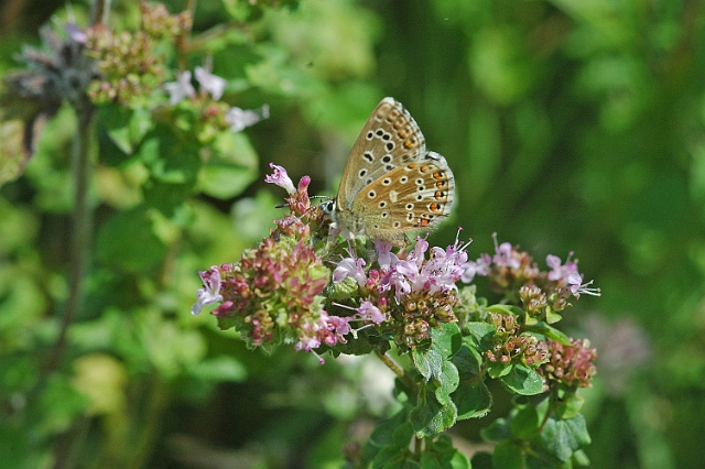 adonis blue butterfly-01.jpg - FEMALE, ADONIS BLUE - OLD WINCHESTER HILL, HANTS - 27.8.07